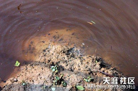 柳江のアンチモン汚染で不安に駆られる？千年の香文化があなたの不安を鎮める香りを教えます